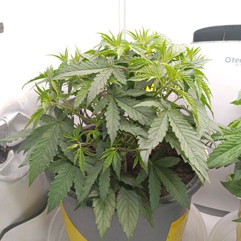 Purple Orange CBD #1 growlog timeline photo