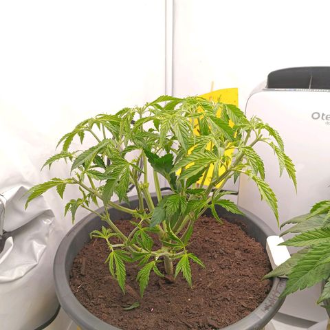 Purple Orange CBD #1 growlog timeline photo