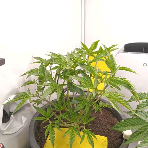 Purple Orange CBD #1 growlog timeline photo