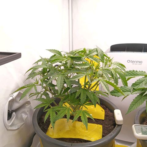 Purple Orange CBD #1 growlog timeline photo