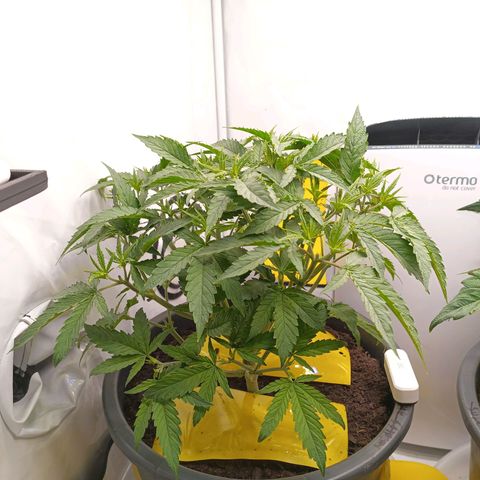 Purple Orange CBD #1 growlog timeline photo