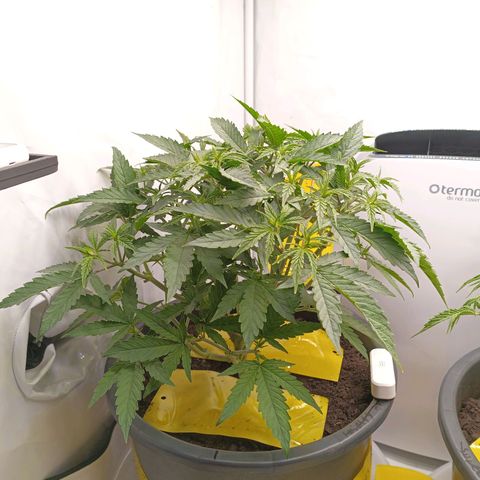 Purple Orange CBD #1 growlog timeline photo
