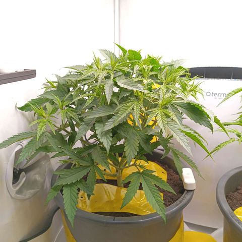 Purple Orange CBD #1 growlog timeline photo