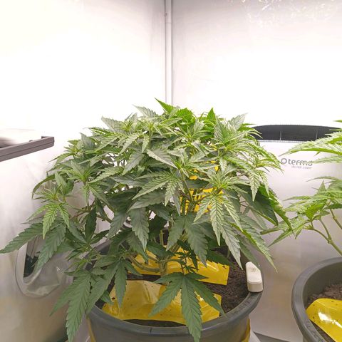 Purple Orange CBD #1 growlog timeline photo