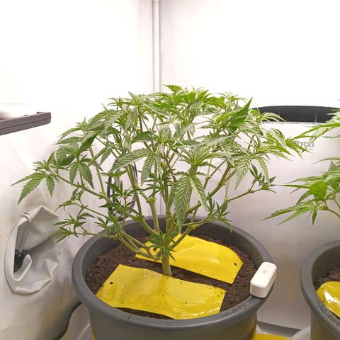 Purple Orange CBD #1 growlog timeline photo