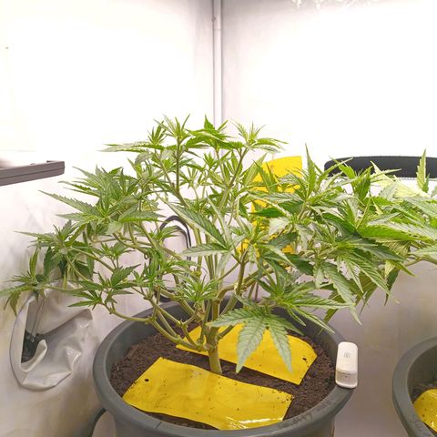 Purple Orange CBD #1 growlog timeline photo