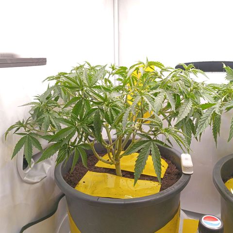 Purple Orange CBD #1 growlog timeline photo