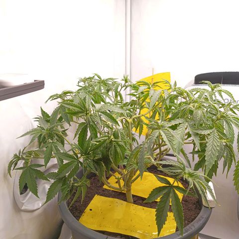 Purple Orange CBD #1 growlog timeline photo