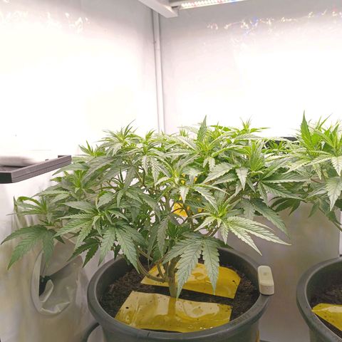 Purple Orange CBD #1 growlog timeline photo