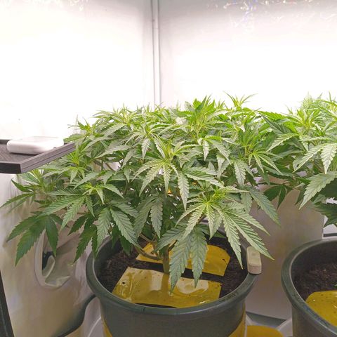 Purple Orange CBD #1 growlog timeline photo