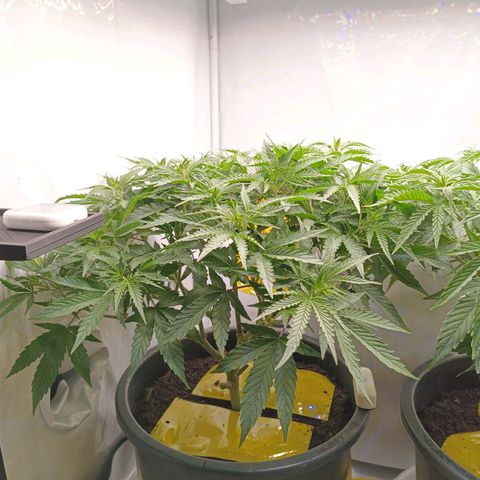 Purple Orange CBD #1 growlog timeline photo