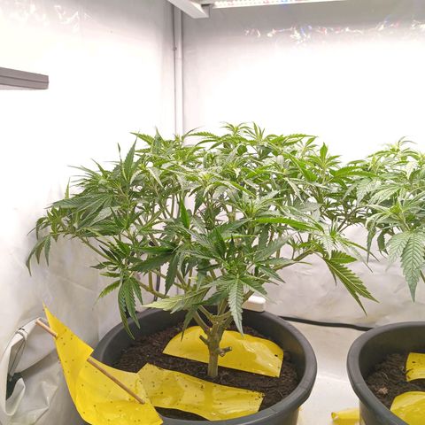 Purple Orange CBD #1 growlog timeline photo