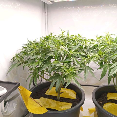 Purple Orange CBD #1 growlog timeline photo