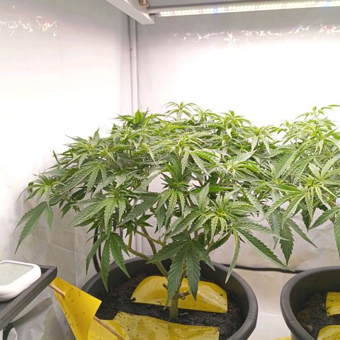 Purple Orange CBD #1 growlog timeline photo