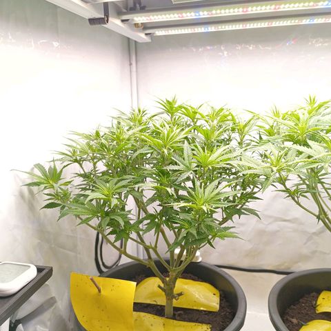 Purple Orange CBD #1 growlog timeline photo