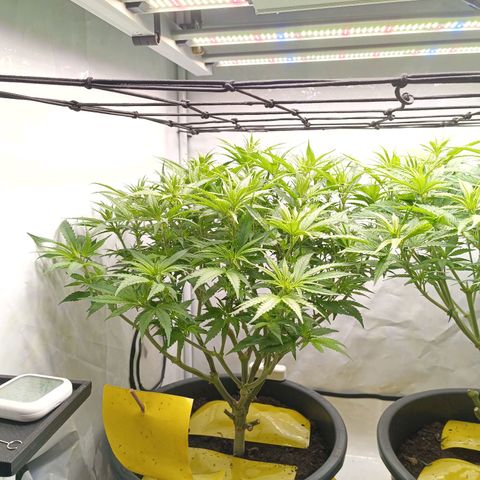 Purple Orange CBD #1 growlog timeline photo