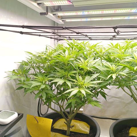 Purple Orange CBD #1 growlog timeline photo