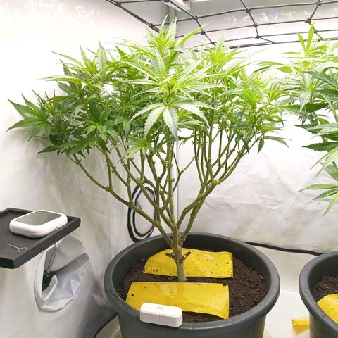 Purple Orange CBD #1 growlog timeline photo