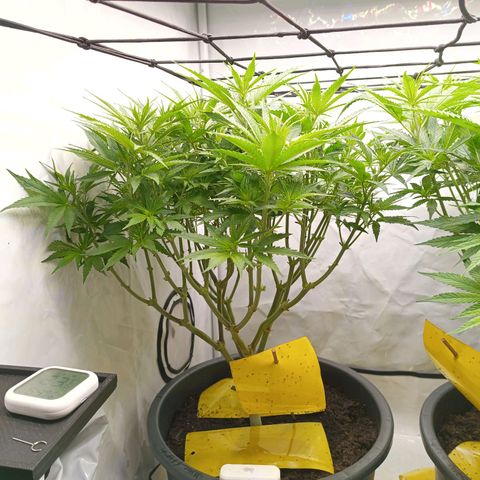 Purple Orange CBD #1 growlog timeline photo