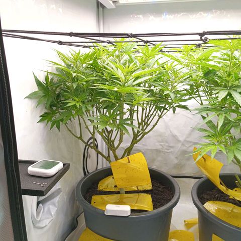 Purple Orange CBD #1 growlog timeline photo