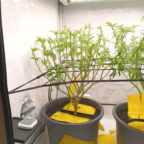 Purple Orange CBD #1 growlog timeline photo