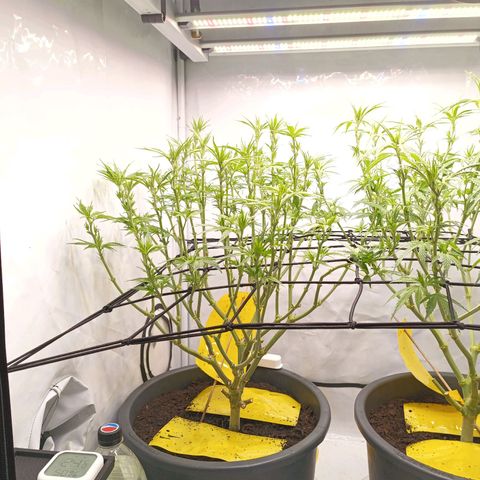 Purple Orange CBD #1 growlog timeline photo