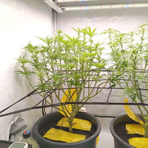 Purple Orange CBD #1 growlog timeline photo