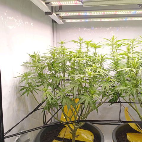 Purple Orange CBD #1 growlog timeline photo