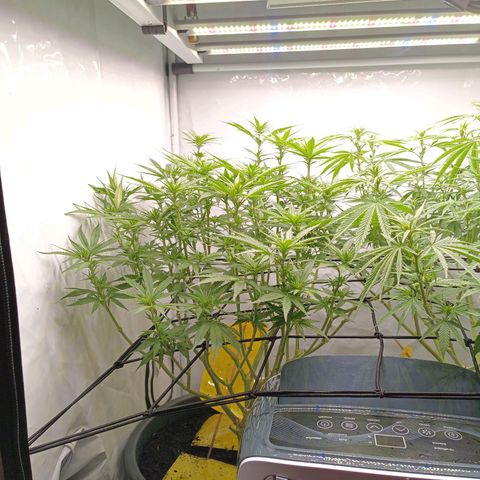 Purple Orange CBD #1 growlog timeline photo