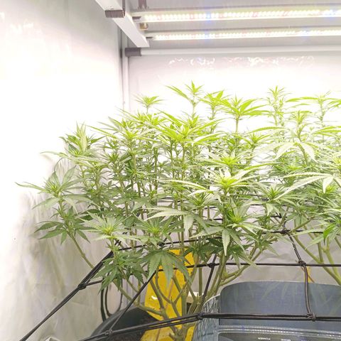 Purple Orange CBD #1 growlog timeline photo