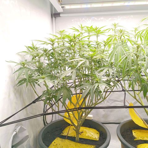 Purple Orange CBD #1 growlog timeline photo