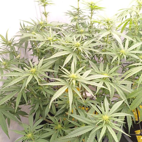 Purple Orange CBD #1 growlog timeline photo
