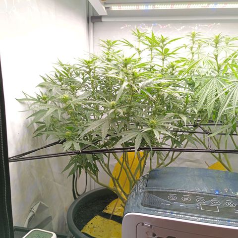 Purple Orange CBD #1 growlog timeline photo