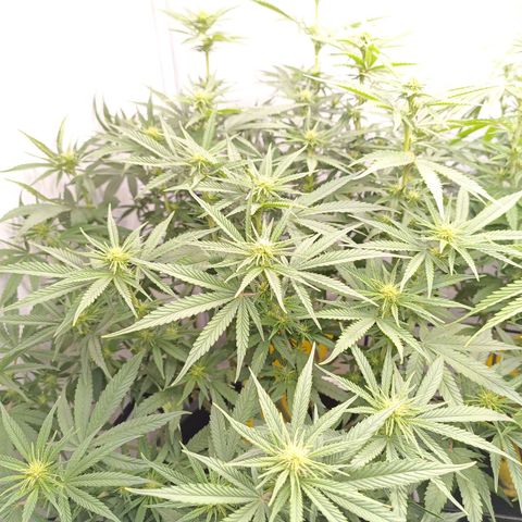 Purple Orange CBD #1 growlog timeline photo