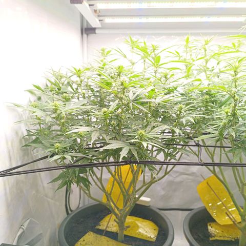 Purple Orange CBD #1 growlog timeline photo