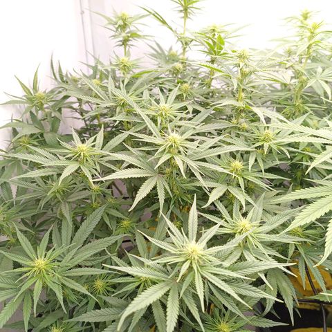 Purple Orange CBD #1 growlog timeline photo