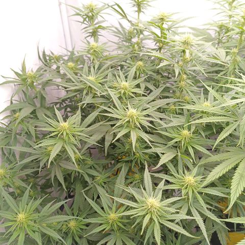 Purple Orange CBD #1 growlog timeline photo
