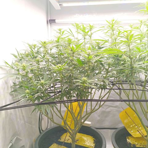 Purple Orange CBD #1 growlog timeline photo