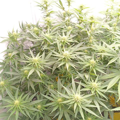 Purple Orange CBD #1 growlog timeline photo