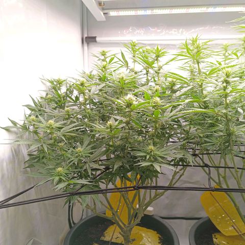 Purple Orange CBD #1 growlog timeline photo