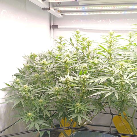 Purple Orange CBD #1 growlog timeline photo