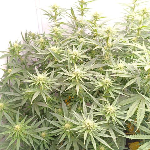 Purple Orange CBD #1 growlog timeline photo