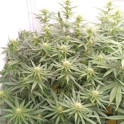 Purple Orange CBD #1 growlog timeline photo