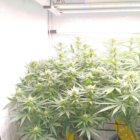 Purple Orange CBD #1 growlog timeline photo