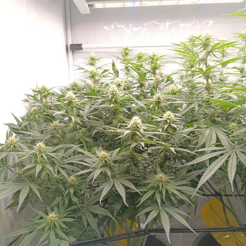 Purple Orange CBD #1 growlog timeline photo