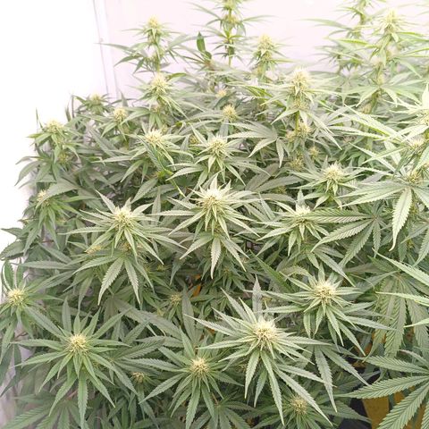 Purple Orange CBD #1 growlog timeline photo
