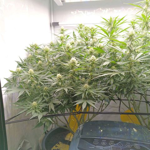 Purple Orange CBD #1 growlog timeline photo