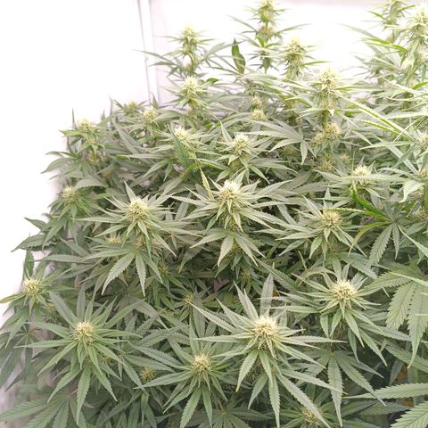 Purple Orange CBD #1 growlog timeline photo