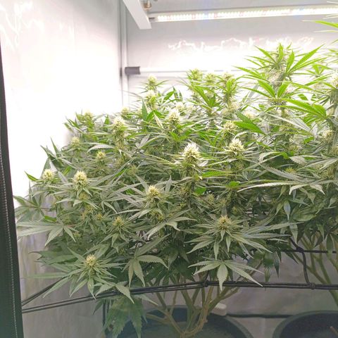 Purple Orange CBD #1 growlog timeline photo