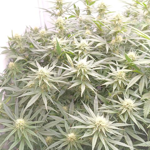 Purple Orange CBD #1 growlog timeline photo